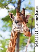 Giraffe Giraffe