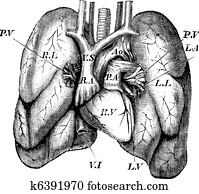 Human Heart and Lungs vintage engraving Human Heart and Lungs vintage engraving