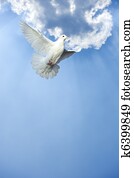 pombo branco, em, livre, vôo