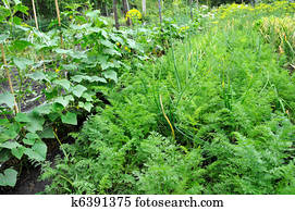 vegetable garden vegetable garden