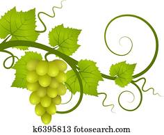 Vine. Vine.