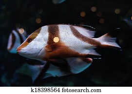saltwater fish with black stripes saltwater fish with black stripes