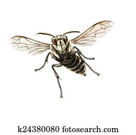 Bald-faced hornet Bald-faced hornet