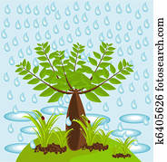 Baobab tree in jungle