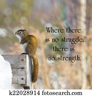 Inspirational quote on adversity by Oprah Winfrey with a sad little squirrel shivering with cold in the winter.