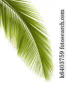 Palm leaf