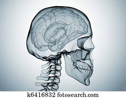 Brain x ray Brain x ray