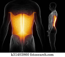 latissimus dorsi black anatomy muscle isolated latissimus dorsi black anatomy muscle isolated