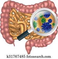 Magnifying Glass Gut Flora Magnifying Glass Gut Flora