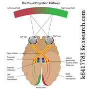 ה, חזותי, הטלה, pathway,, eps8