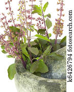 Ayurvedic Remedy Holy Basil or Tulsi in a Stone Pestle and Mortar Ayurvedic Remedy Holy Basil or Tulsi in a Stone Pestle and Mortar