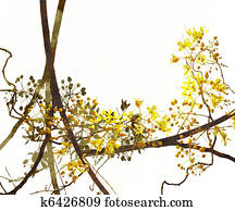 Blossom Art on White Background Blossom Art on White Background