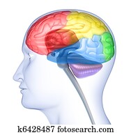 Brain lobes in head silhouette Brain lobes in head silhouette