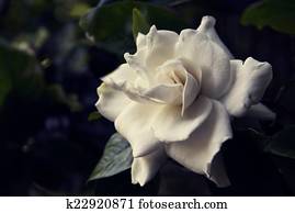 Gardenie Blumen Stock Fotos | 1000+ Gardenie Blumen Bilder | Fotosearch