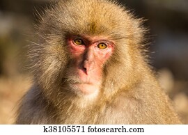 Monkey Monkey
