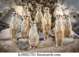 Portrait of meerkat Portrait of meerkat