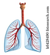 pulmões, -, sistema pulmonar