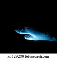 Shark Shark