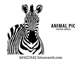 vector Zebra vector Zebra
