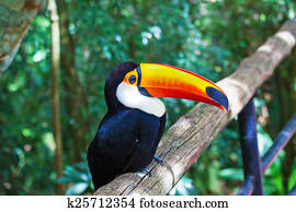 Toco toucan in zoo