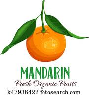 Vector mandarin illustration Vector mandarin illustration