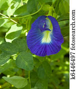 Ayurveda Medicinal Flower Clitoria Ternatea Ayurveda Medicinal Flower Clitoria Ternatea