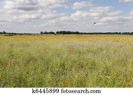 Krank, blatt, von, hortensie, serrata, blauer vogel Stock Foto