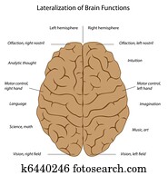 Brain functions, eps8 Brain functions, eps8
