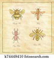 Bumble Bee, Wasp, Stag Beetle and Queen Bee Vintage Collection Bumble Bee, Wasp, Stag Beetle and Queen Bee Vintage Collection