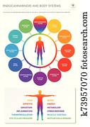 endocannabinoid, und, koerper, systeme, senkrecht, geschaefts, infographic endocannabinoid, und, koerper, systeme, senkrecht, geschaefts, infographic
