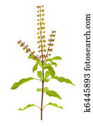 Holy Basil or Tulsi isolated with clipping path Holy Basil or Tulsi isolated with clipping path