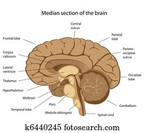 menschengehirn, anatomy,, eps8 menschengehirn, anatomy,, eps8