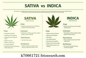 sativa, כנגד, indica, אופקי, infographic