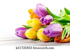tulips tulips