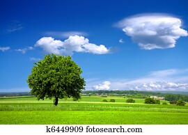 verde, meio ambiente