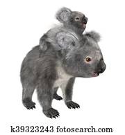 3D Rendering Koala Bears on White 3D Rendering Koala Bears on White