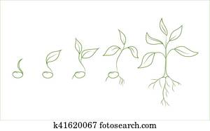 Kidney bean plant growth phases Kidney bean plant growth phases