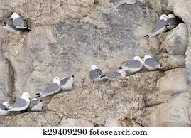 kittiwakes (Rissa tridactyla)