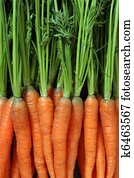 Bunch of carrots Bunch of carrots