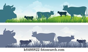 Cow on meadow 