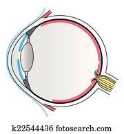 Eye anatomy Eye anatomy