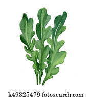 Arugula Arugula