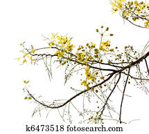 Branch of Blossom from the Golden Shower Tree Branch of Blossom from the Golden Shower Tree