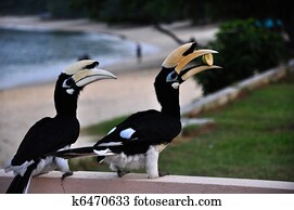 Burung Enggang Stock Photos Our Top 2 Burung Enggang Images