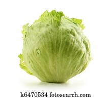 Crisphead, Iceberg, Lettuce isolated on white Crisphead, Iceberg, Lettuce isolated on white