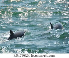 Dolphins