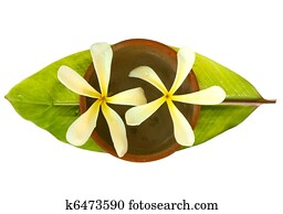 Frangipani in a bowl on a fresh banana leaf Frangipani in a bowl on a fresh banana leaf