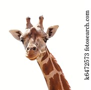Giraffe Giraffe
