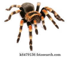 Mexican Redknee Tarantula (Brachypelma smithi). Mexican Redknee Tarantula (Brachypelma smithi).
