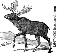 Moose or Eurasian Elk or Alces alces, vintage engraving Moose or Eurasian Elk or Alces alces, vintage engraving